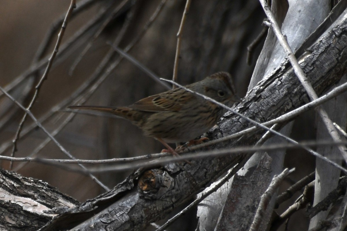 Lincoln's Sparrow - ML613175076