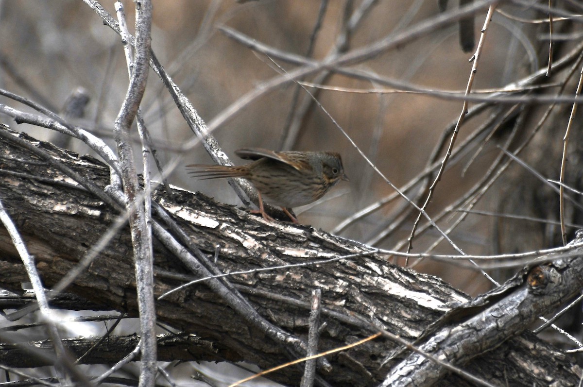 Lincoln's Sparrow - ML613175077