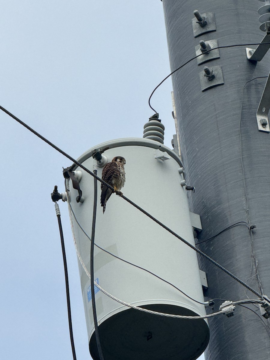 American Kestrel - ML613175091