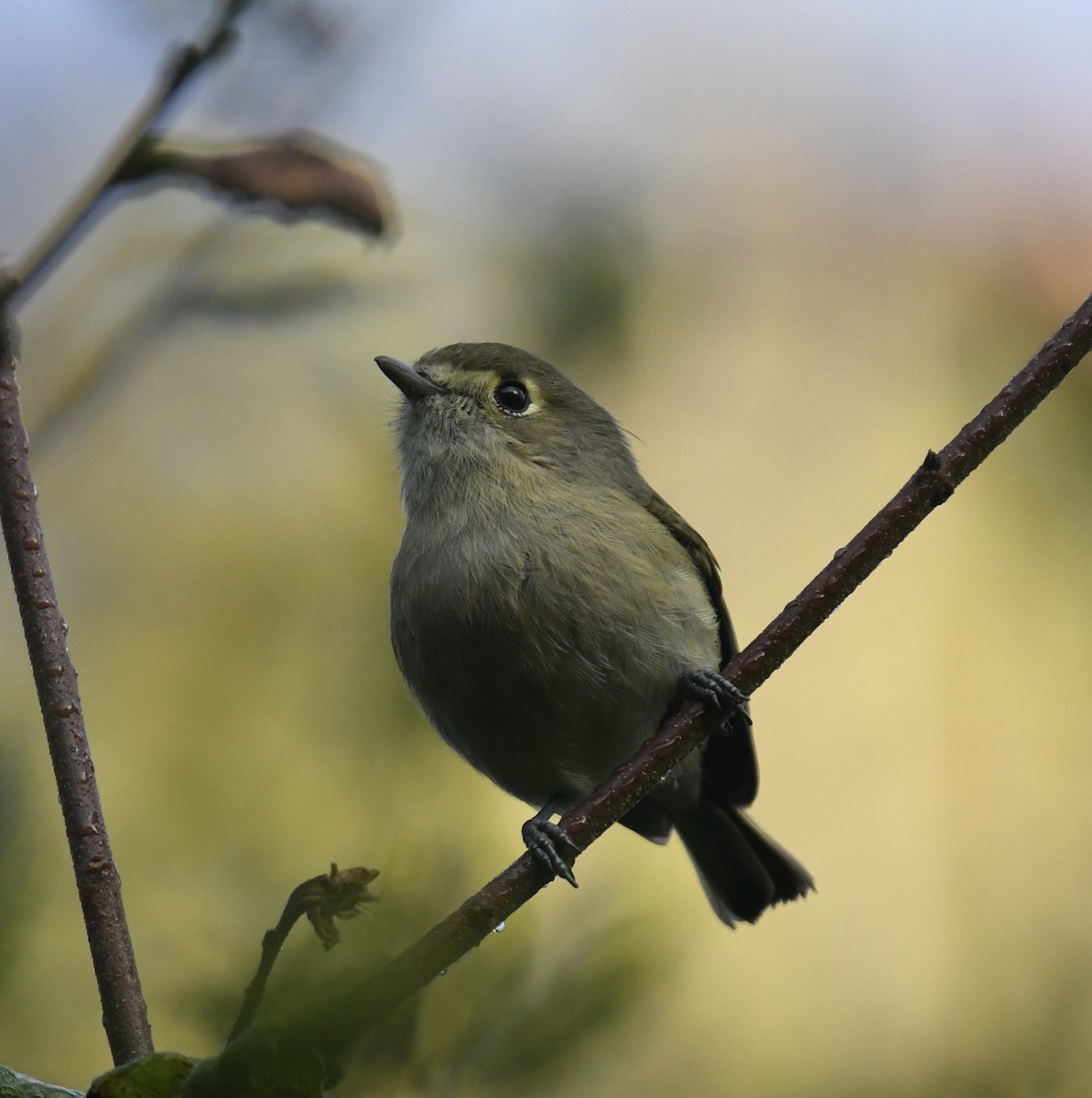 Hutton's Vireo - ML613175104