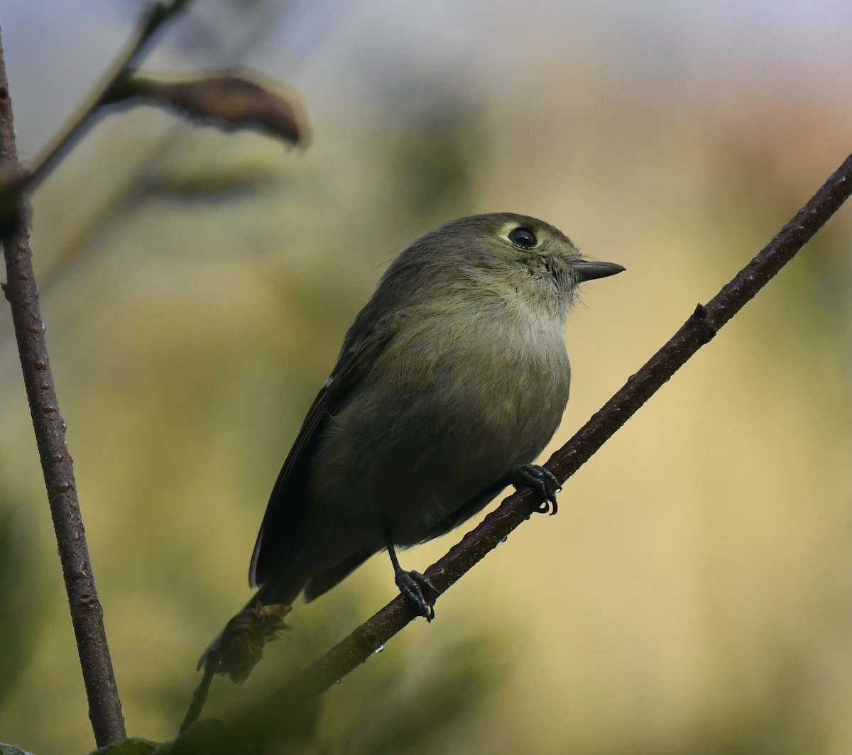 Hutton's Vireo - CK Staurovsky