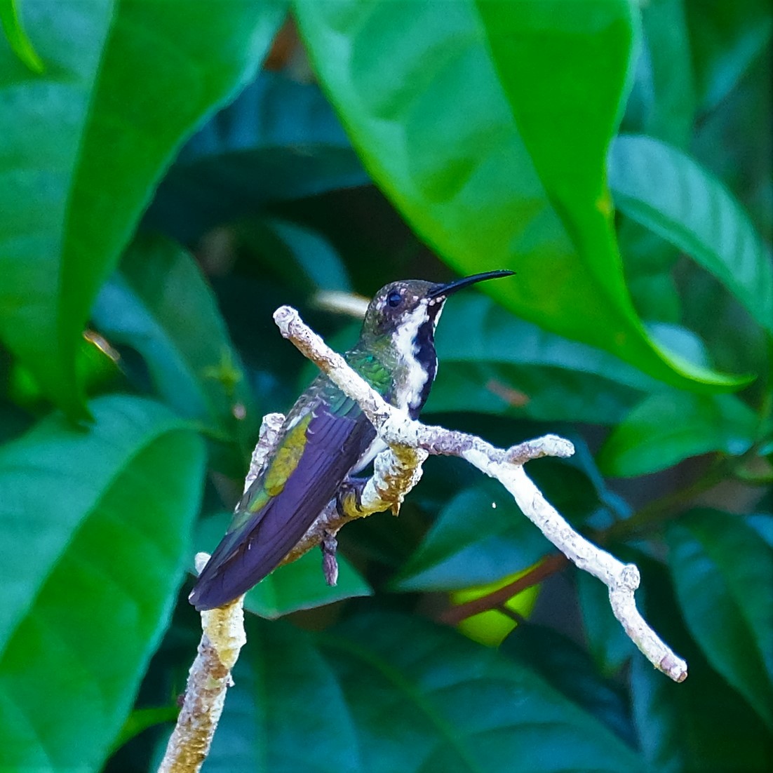 kolibřík tropický - ML613175108