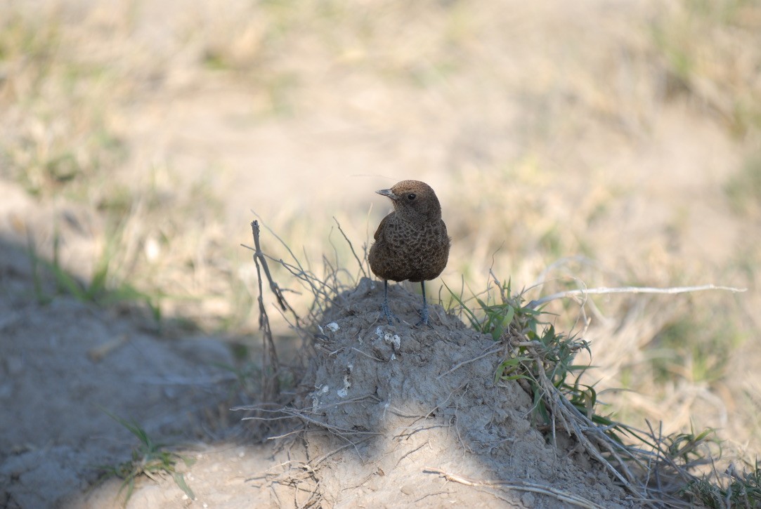 Southern Anteater-Chat - ML613175128