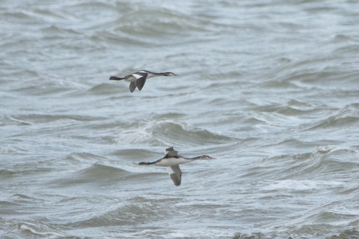 Great Crested Grebe - ML613175129