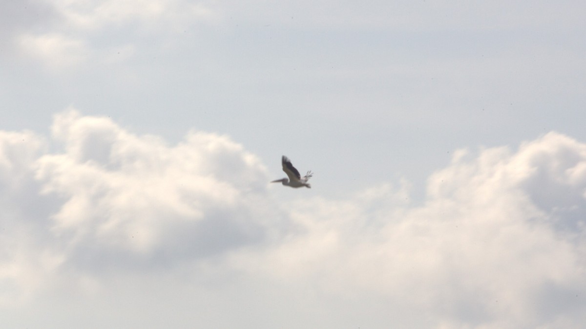 Great White Pelican - ML613175160