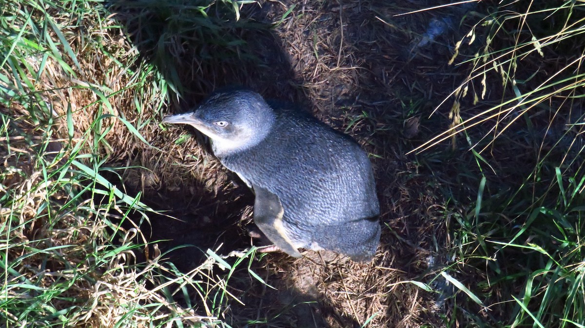 Little Penguin - Peter Fraser