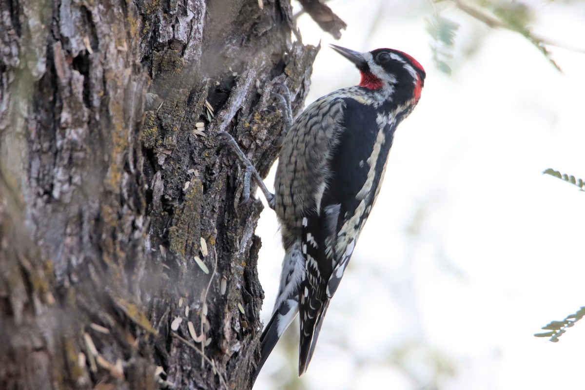 Red-naped Sapsucker - ML613175265