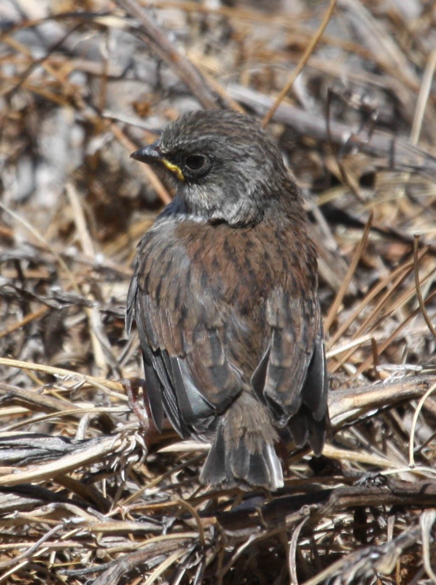 Yellow-eyed Junco - ML613175291