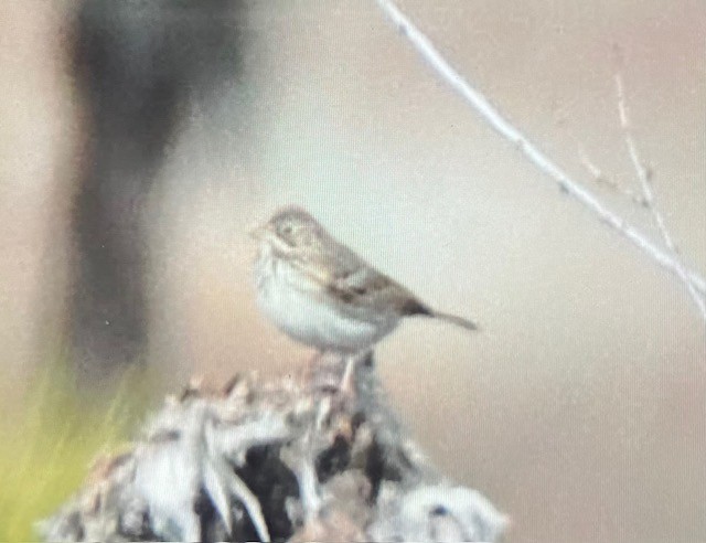 Vesper Sparrow - ML613175304