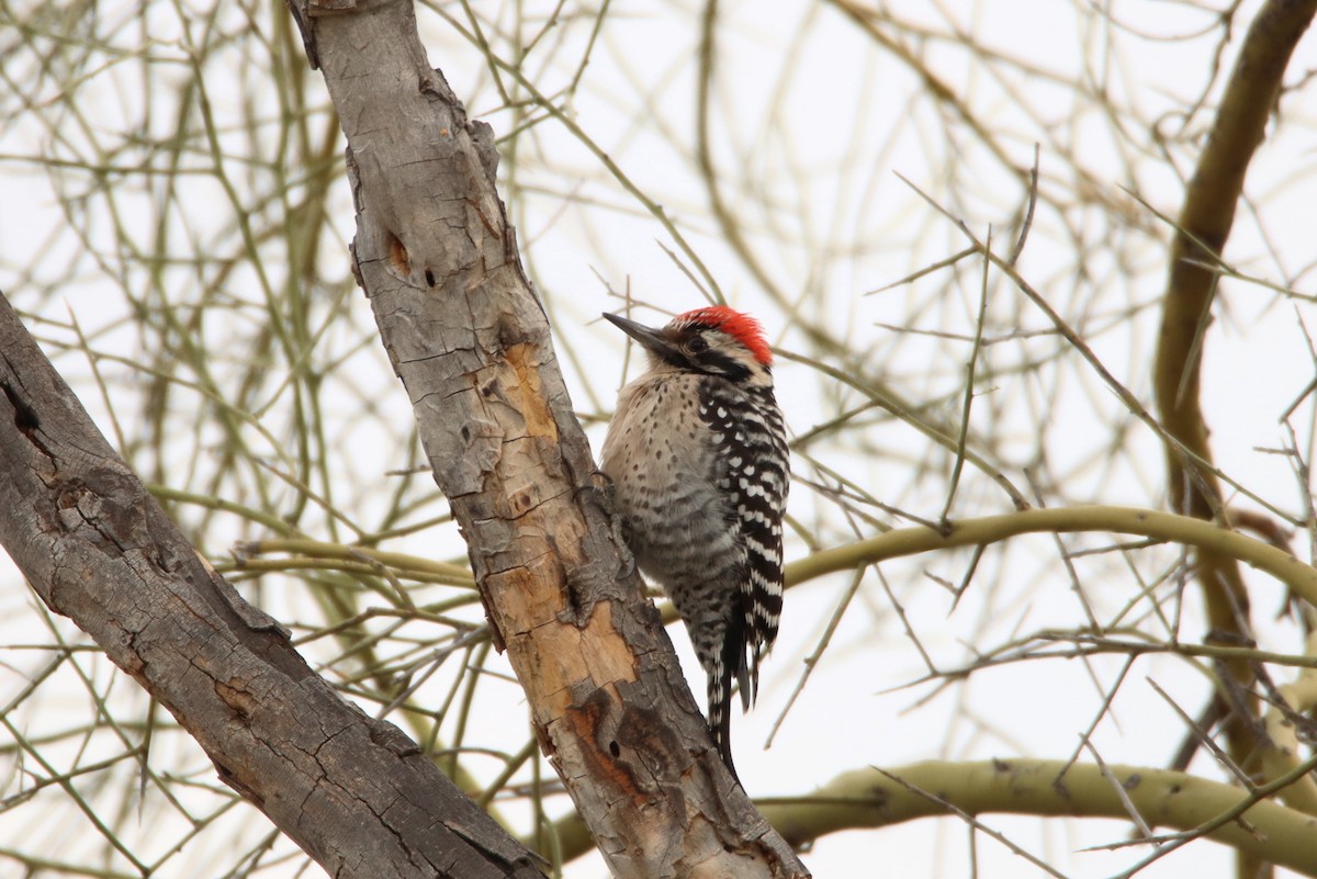 Ladder-backed Woodpecker - ML613175329