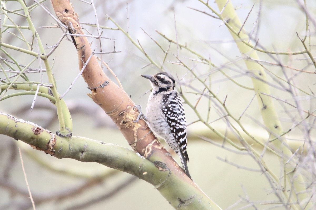 Ladder-backed Woodpecker - ML613175330