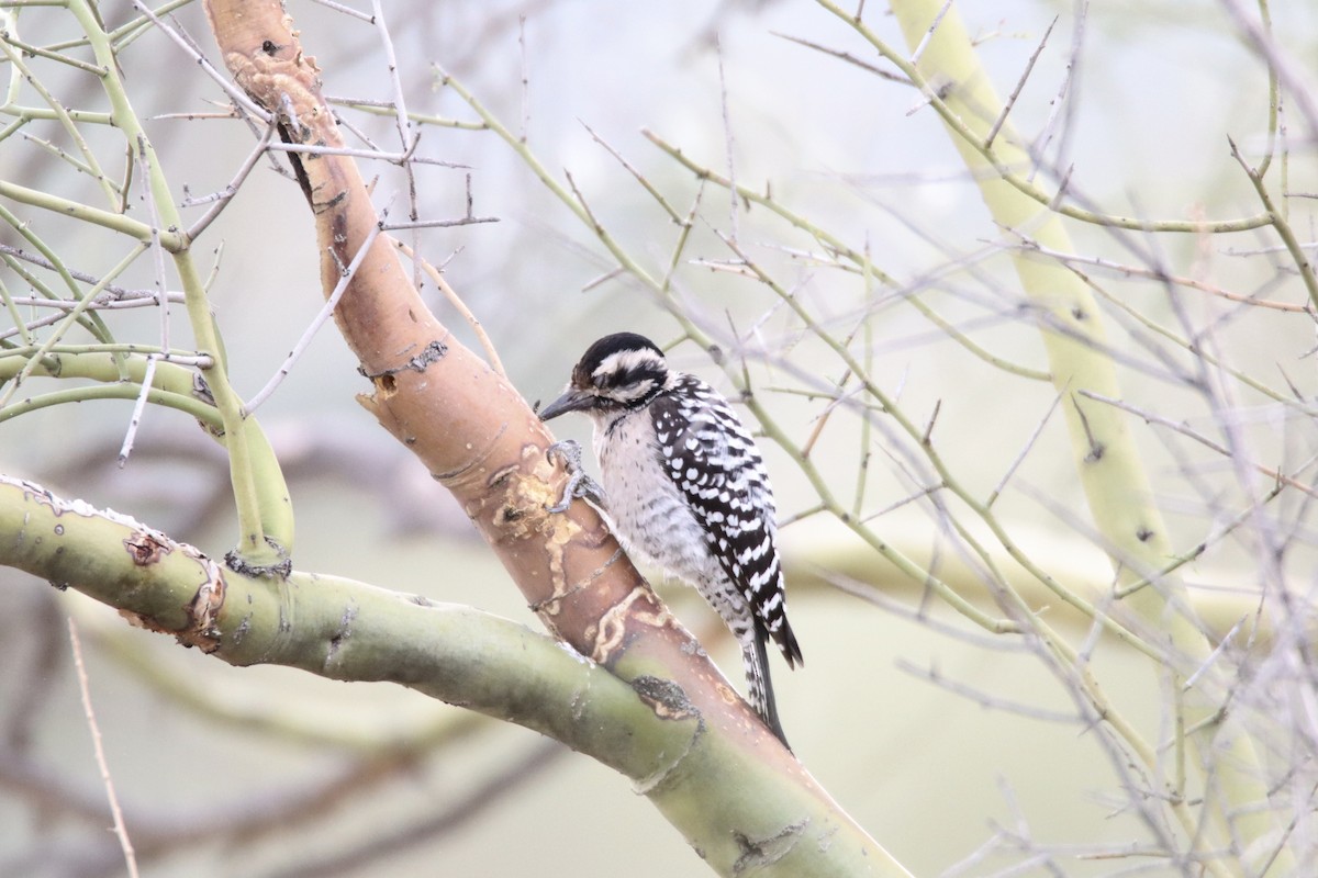 Ladder-backed Woodpecker - ML613175331