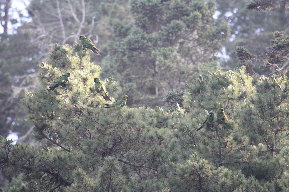 Maroon-fronted Parrot - ML613175395