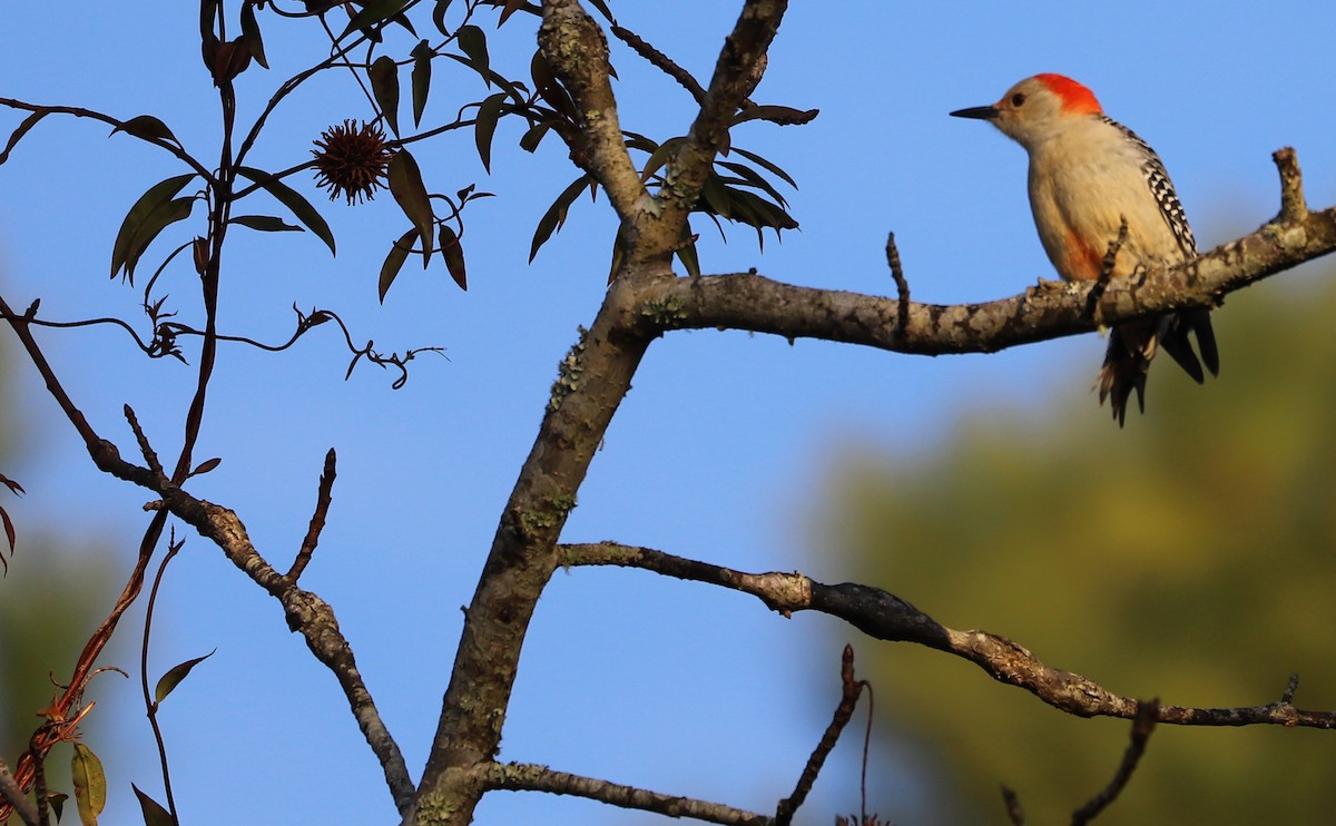 Red-bellied Woodpecker - Rob Bielawski