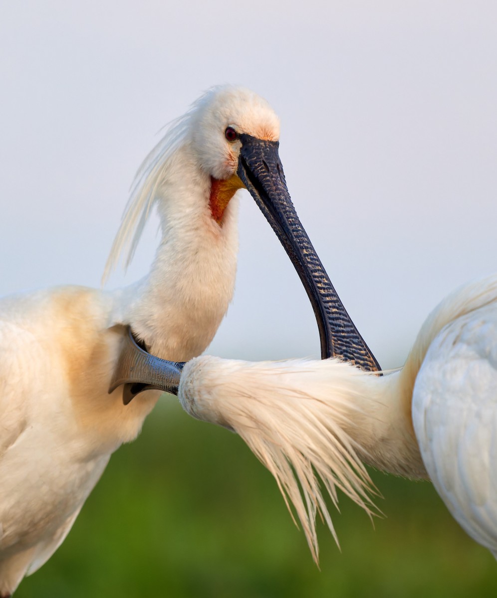 Eurasian Spoonbill - ML613175439