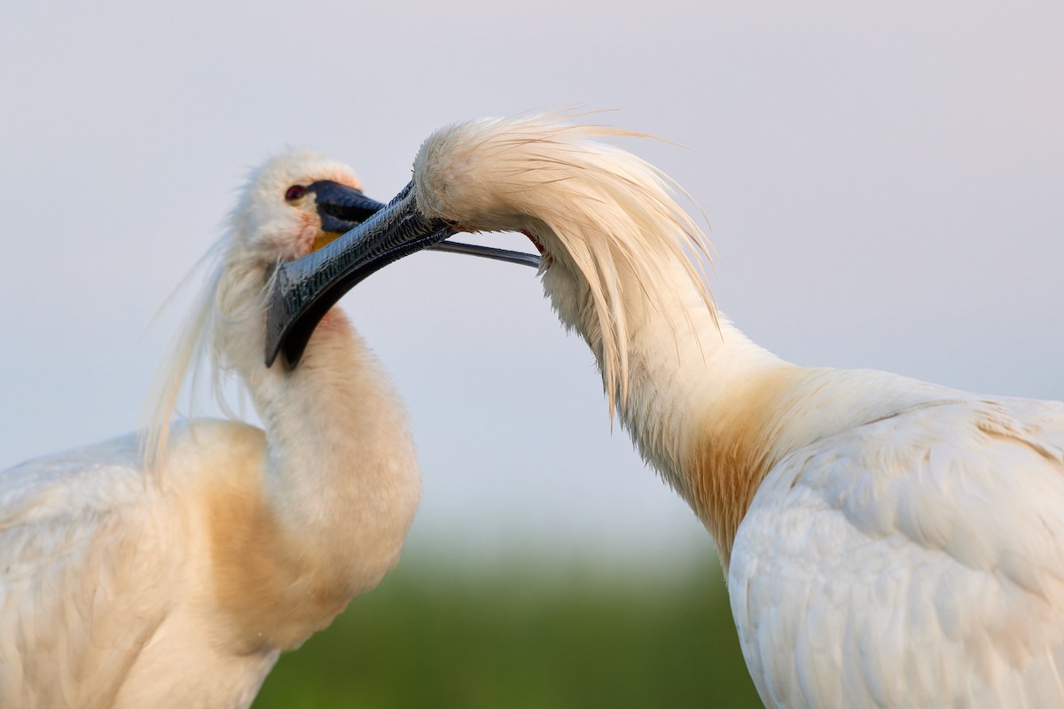 Eurasian Spoonbill - Tomáš Grim