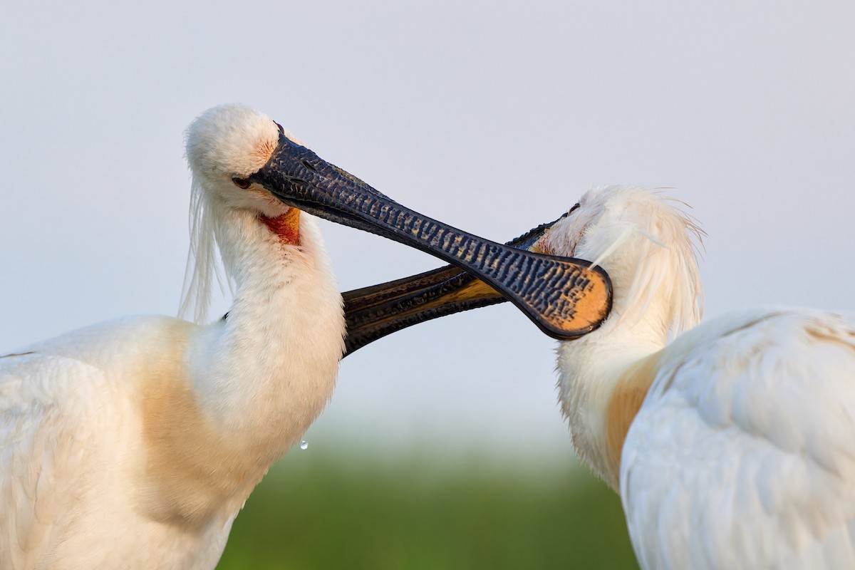 Eurasian Spoonbill - ML613175441