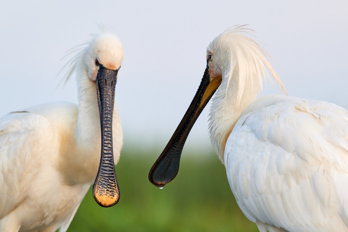 Eurasian Spoonbill - ML613175444