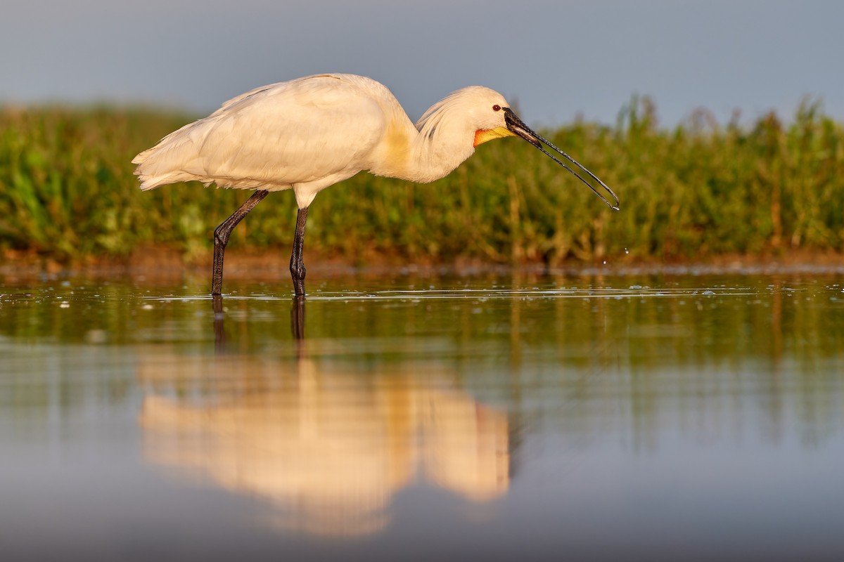 Eurasian Spoonbill - ML613175445