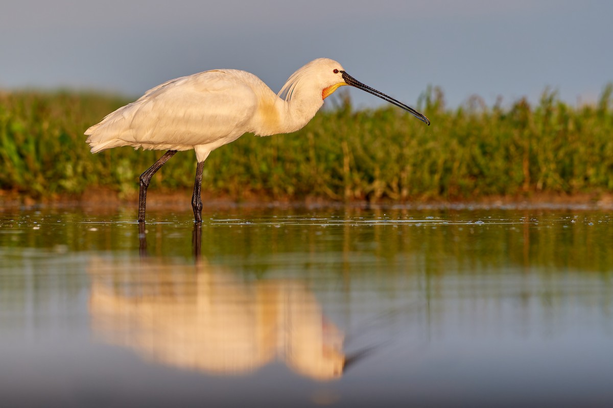 Eurasian Spoonbill - Tomáš Grim