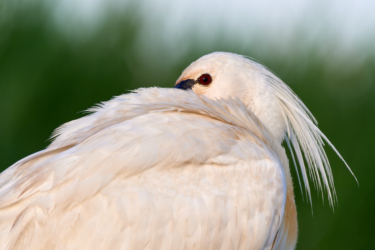 Eurasian Spoonbill - ML613175447