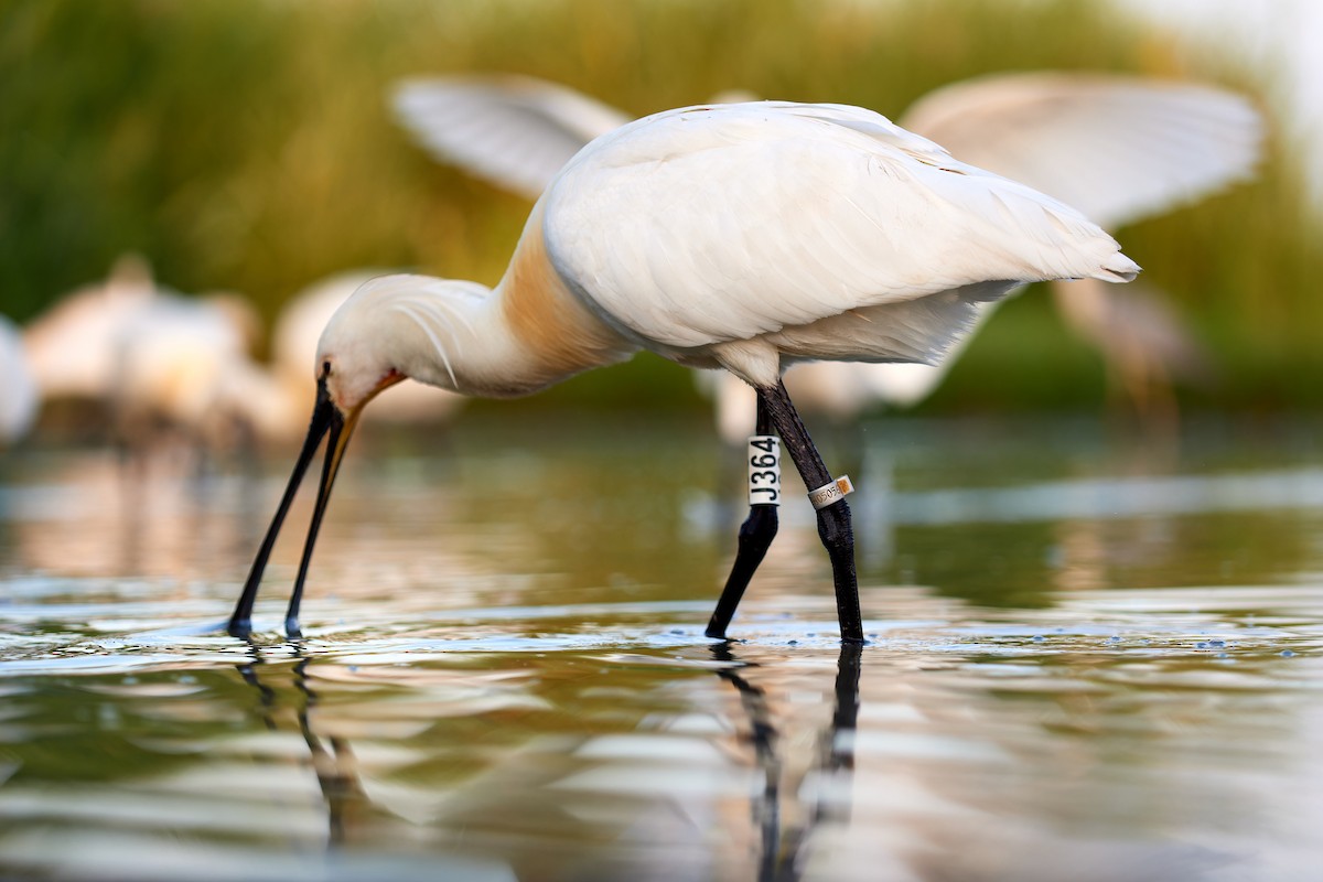 Eurasian Spoonbill - Tomáš Grim