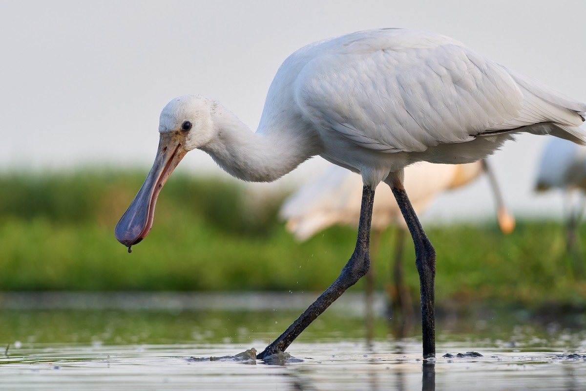 Eurasian Spoonbill - ML613175449