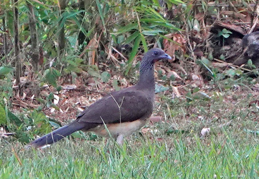 White-bellied Chachalaca - ML613175464