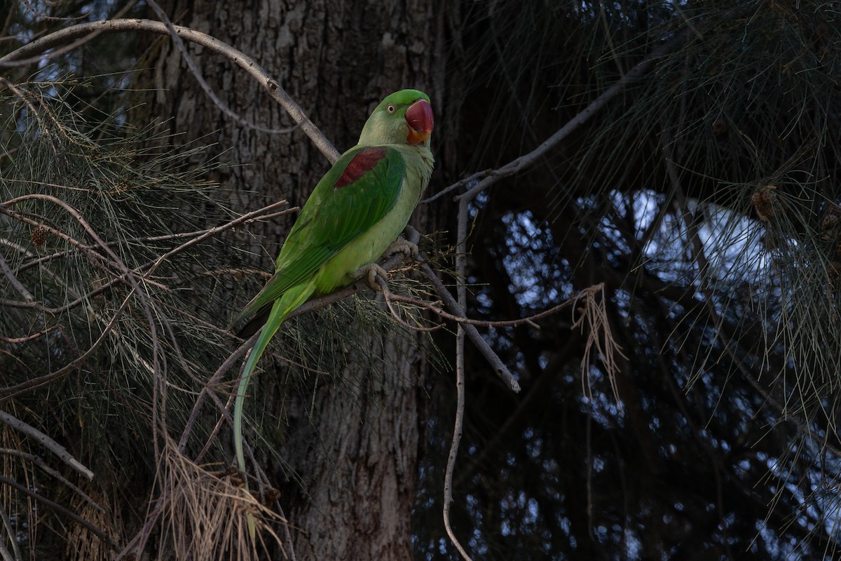 Alexandrine Parakeet - ML613175470