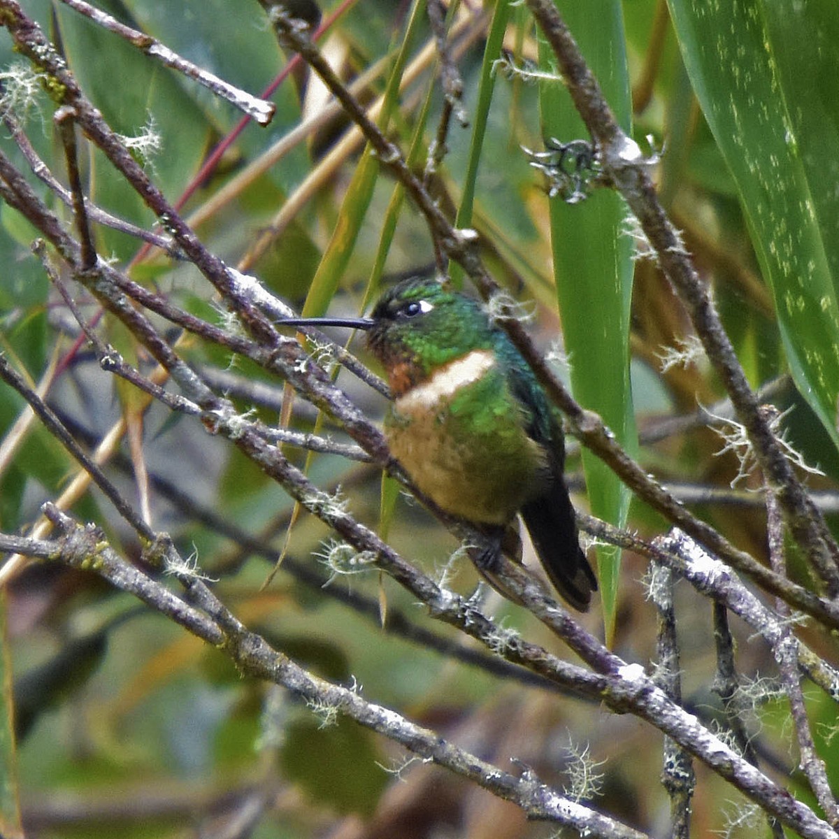 Colibrí Gorjiamatista (grupo amethysticollis) - ML61317551