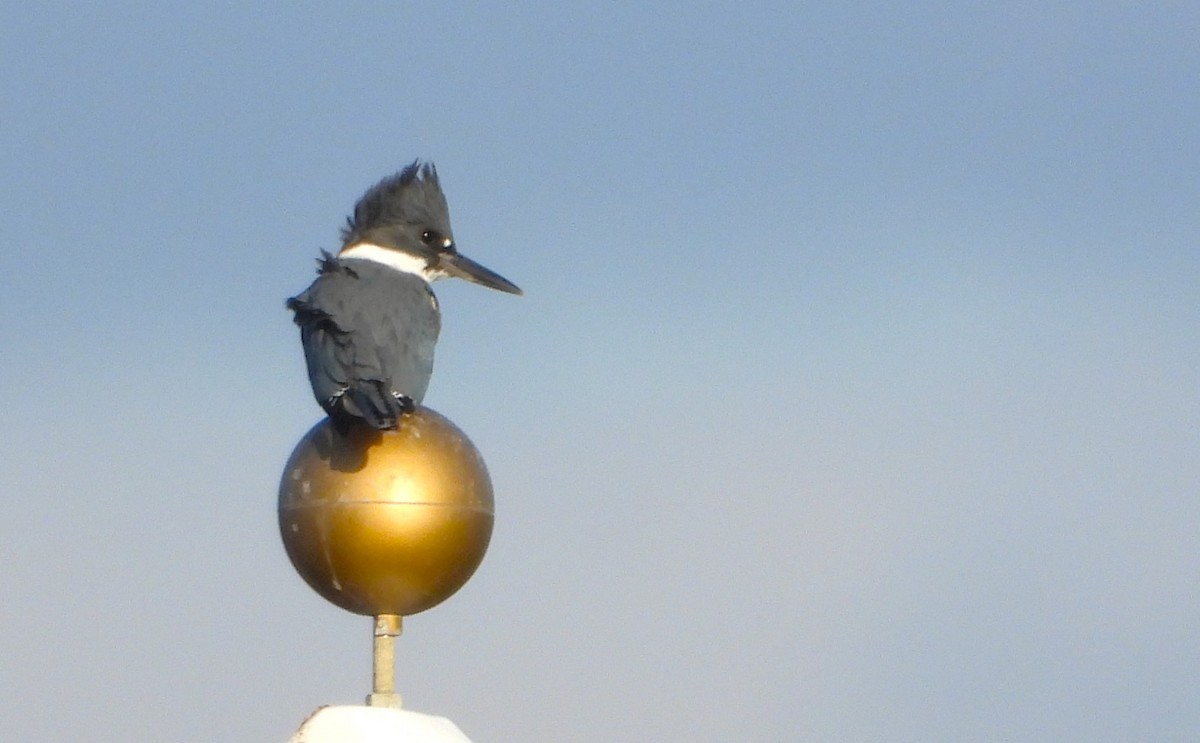 Belted Kingfisher - ML613175515