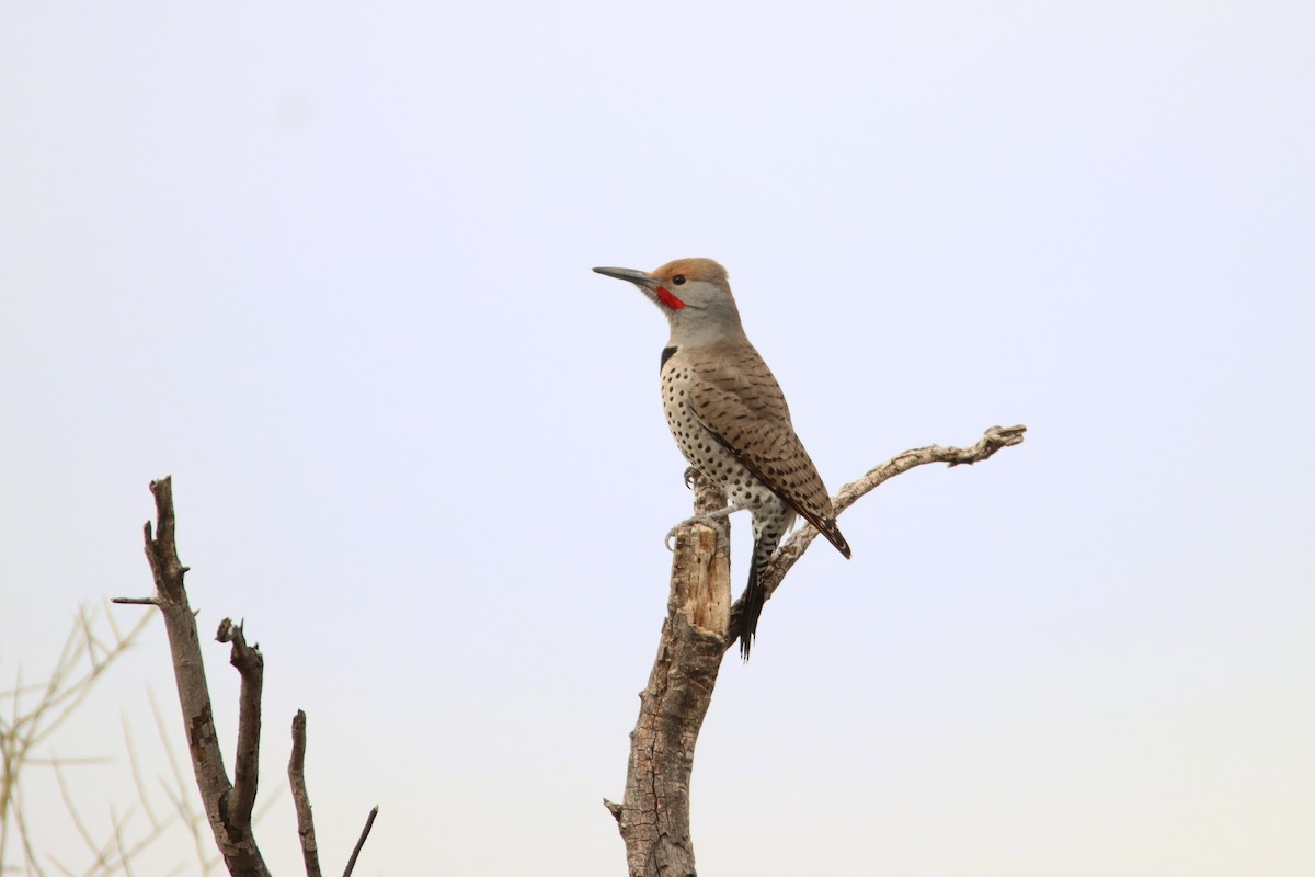 Northern Flicker - ML613175532