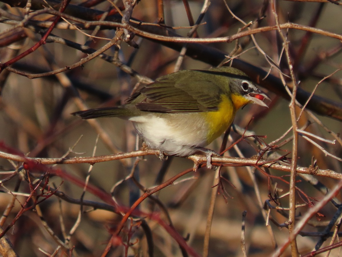 Yellow-breasted Chat - Mary Kennedy