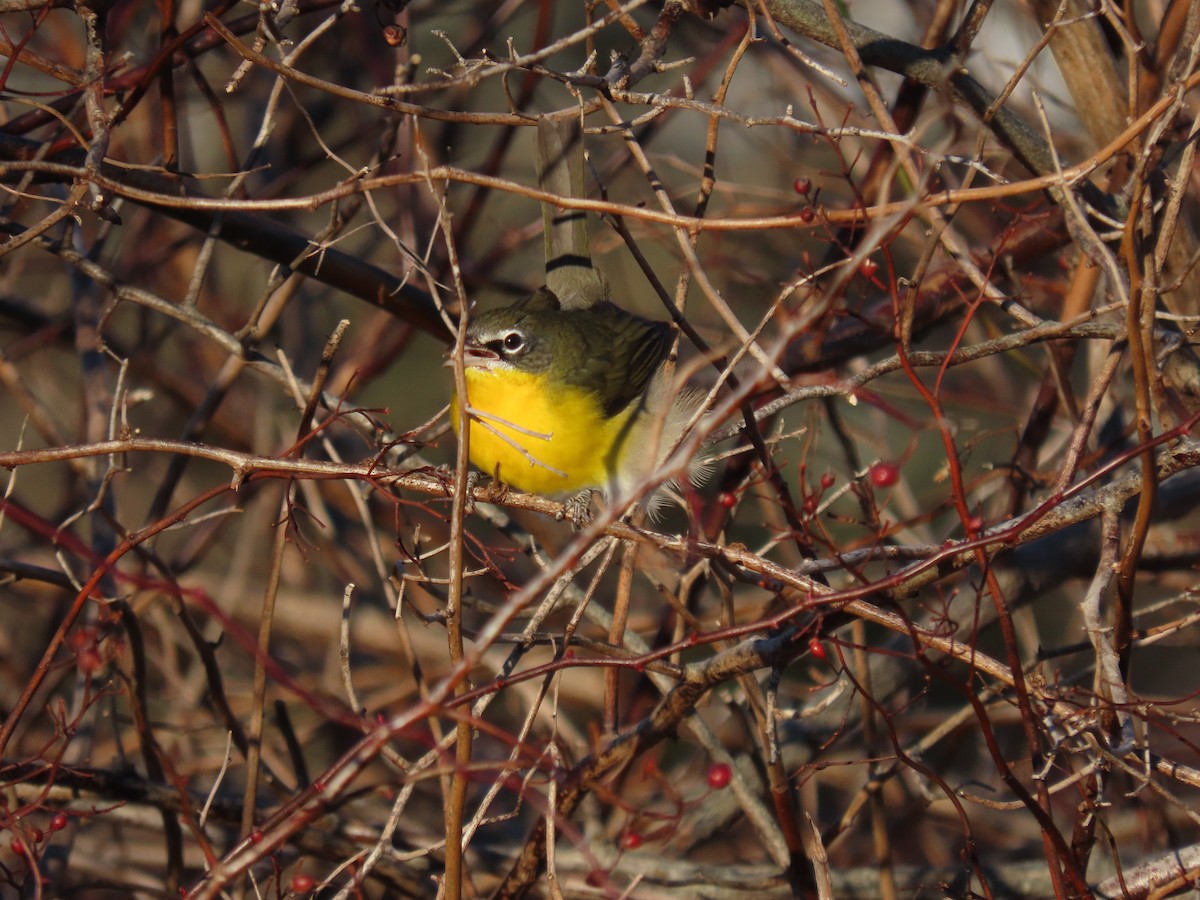 Yellow-breasted Chat - Mary Kennedy