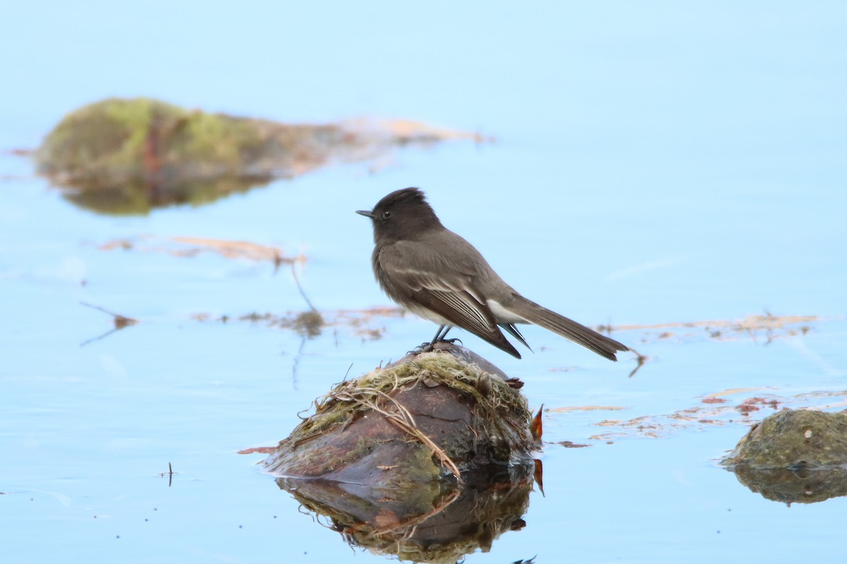 Black Phoebe - ML613175638