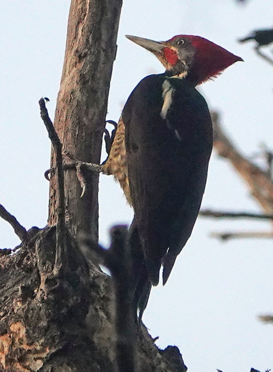 Lineated Woodpecker - Diane Drobka