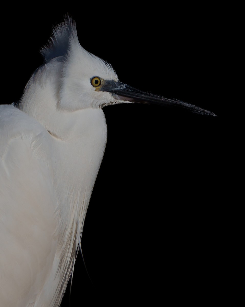 Little Egret - ML613175700