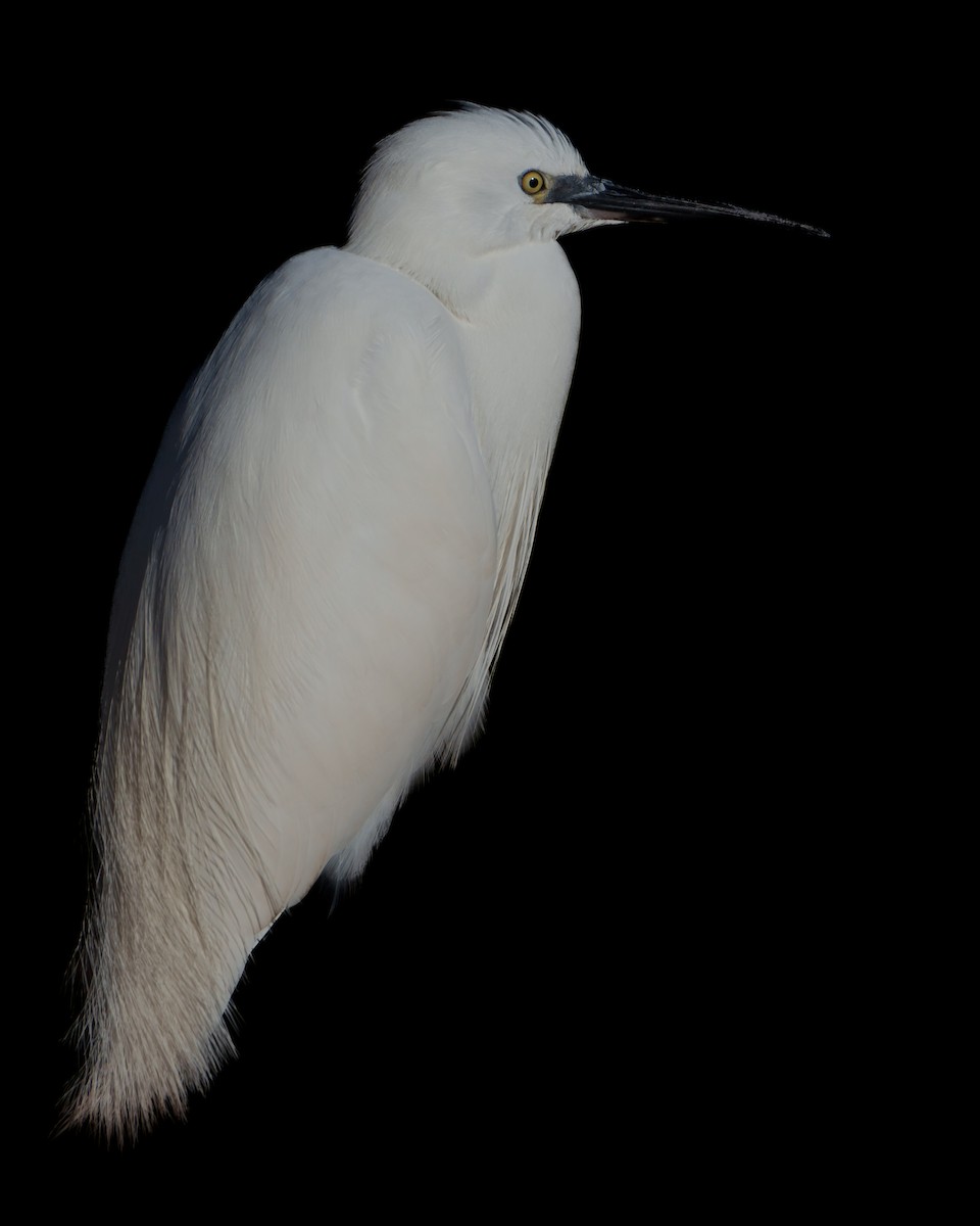 Little Egret - ML613175701