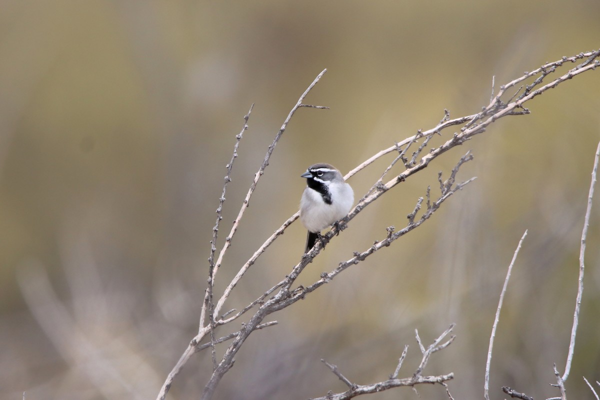 Black-throated Sparrow - Diana Spangler