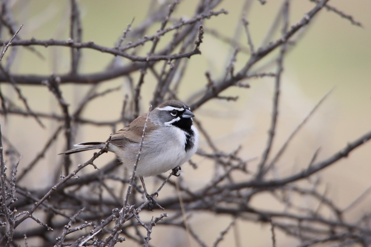 Black-throated Sparrow - Diana Spangler