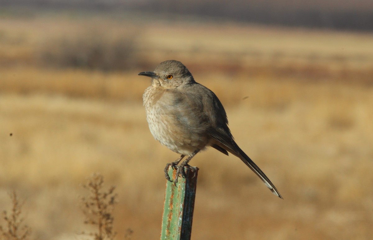 Bendire's Thrasher - ML613175782