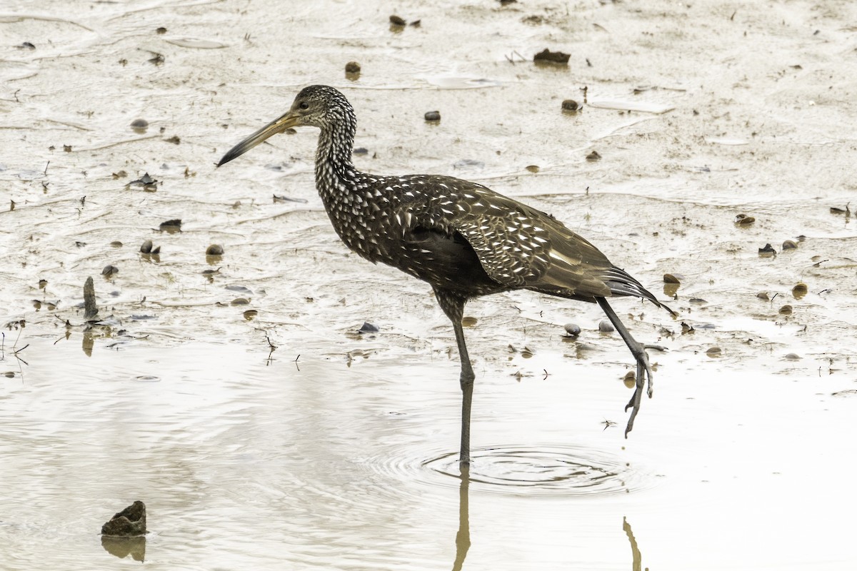 Limpkin - ML613175799