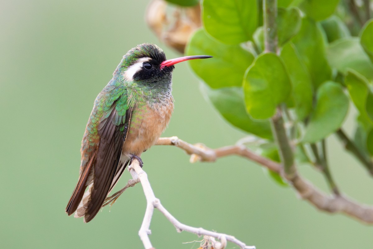 Xantus's Hummingbird - Lucas Bobay