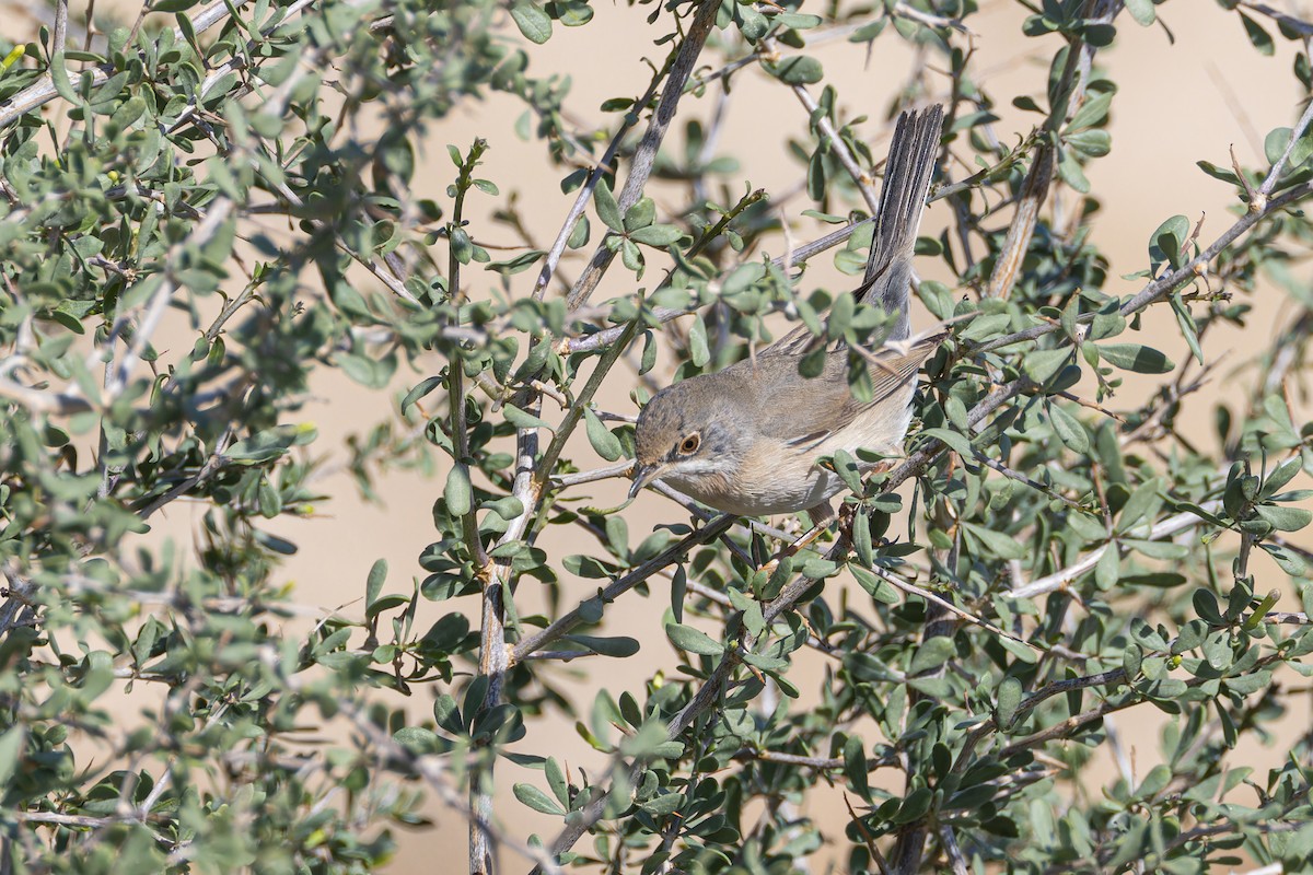 Menetries's Warbler - ML613175973