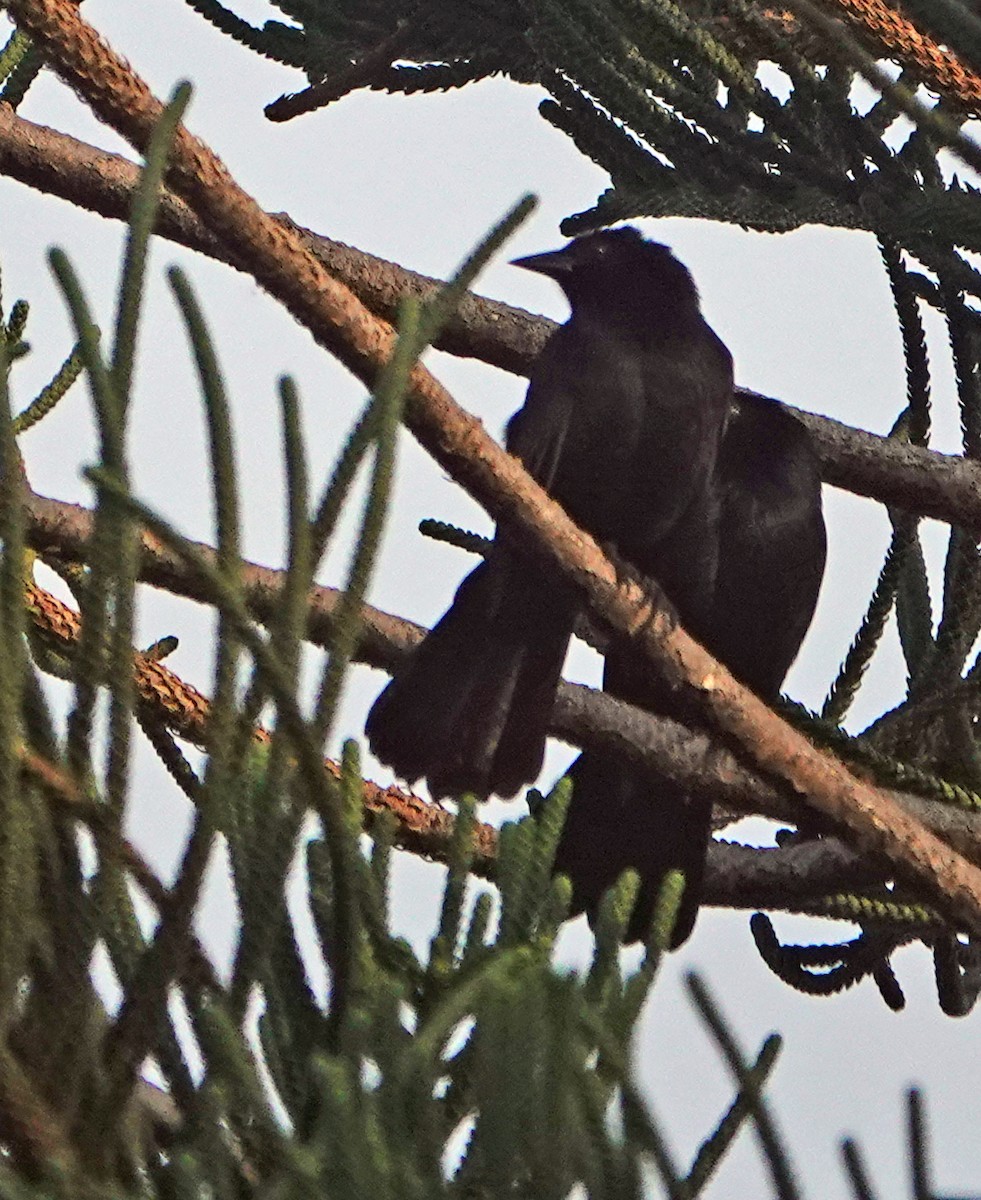 Melodious Blackbird - Diane Drobka