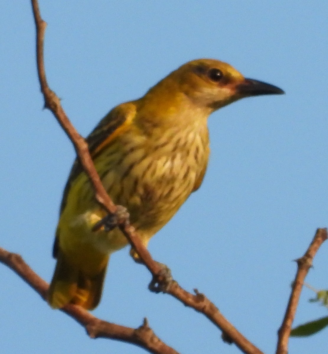 African Golden Oriole - ML613175993