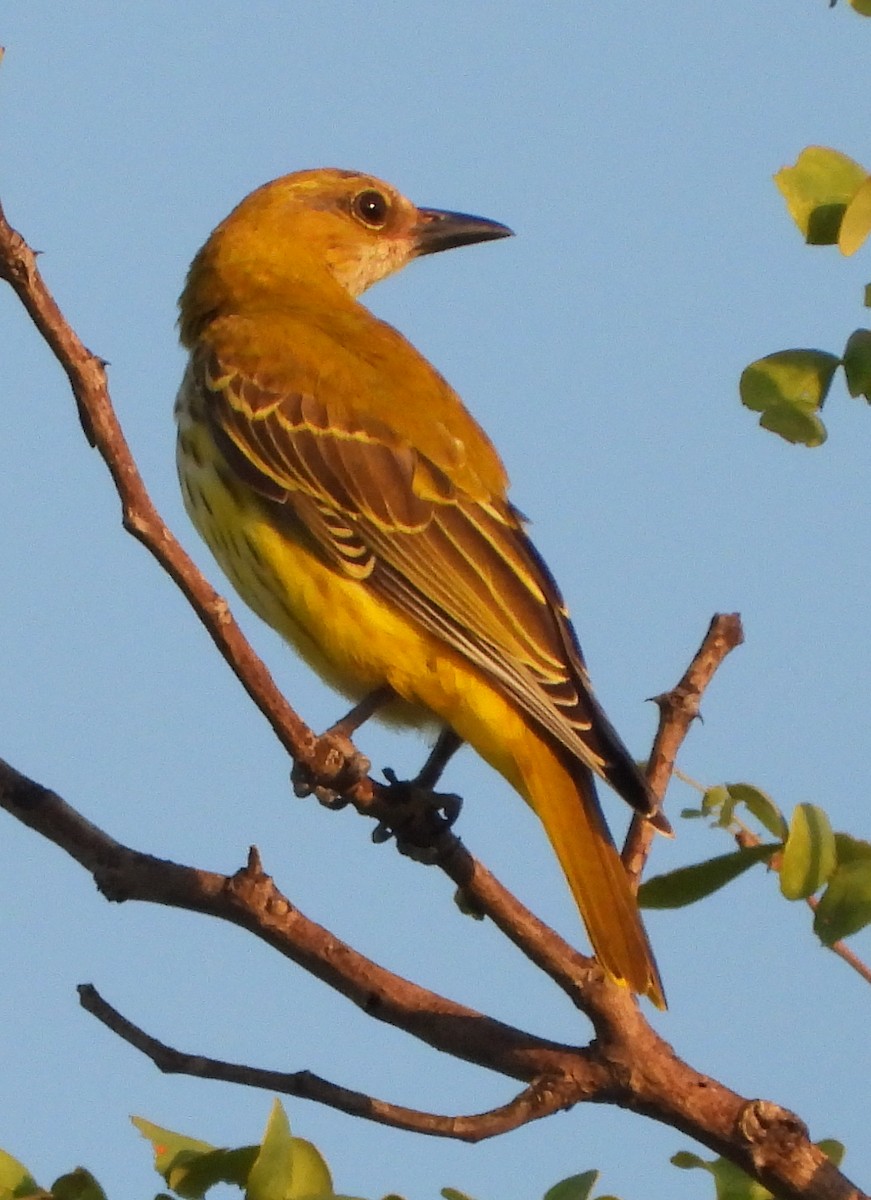 African Golden Oriole - ML613175994