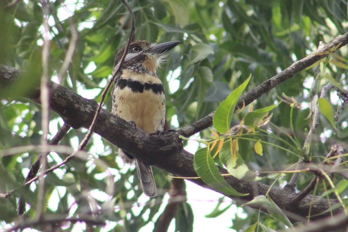 Russet-throated/Two-banded Puffbird - Julio César Loyo