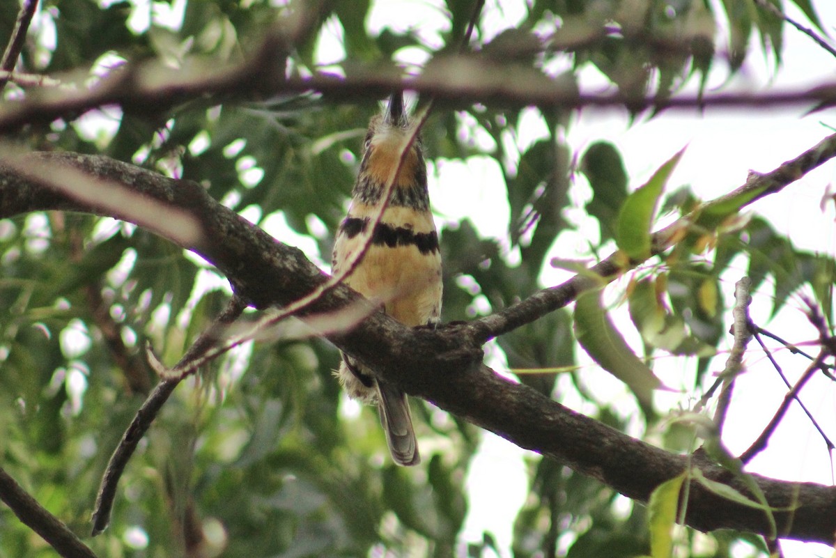 Russet-throated/Two-banded Puffbird - Julio César Loyo