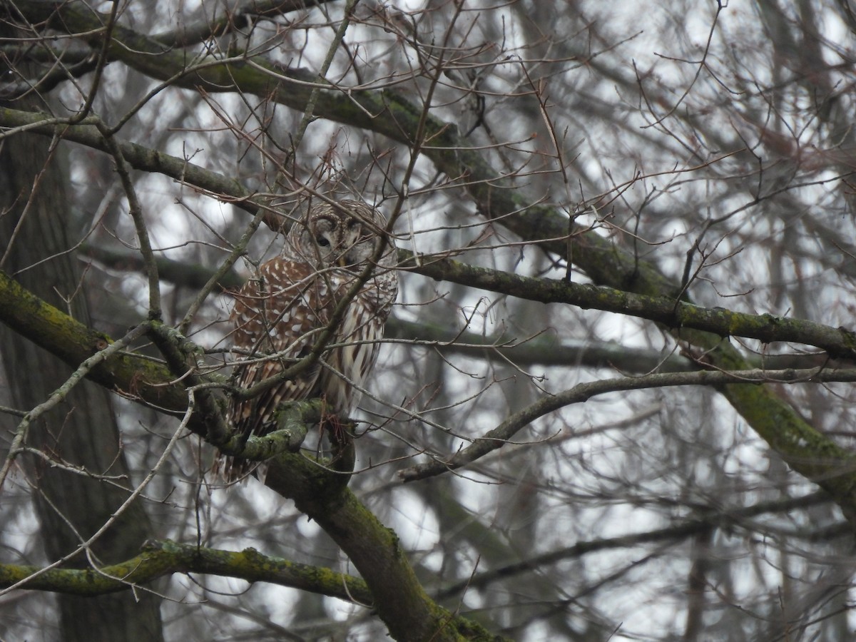 Barred Owl - ML613176048